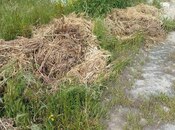 Продаётся  участок 6 сот, пос. Бадамдар, photo 6 from 7