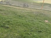 Участок - Шемаха - 4 сот