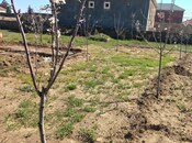 Продаётся  участок 10 сот, пос. Маштаги, photo 6 from 8