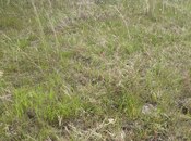 Продаётся  участок 3 сот, пос. Новханы, photo 5 from 5