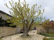 2 otaqlı həyət evi/bağ evi - Bilgəh q. - 100 m²