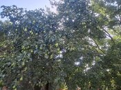 Torpaq - Mehdiabad q. - 10 sot