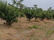 Torpaq - Xaçmaz - 127 sot