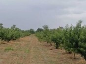 Torpaq - Xaçmaz - 127 sot