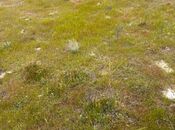 Torpaq - Türkan q. - 4 sot