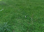 Продаётся  участок 6 сот, photo 6 from 8