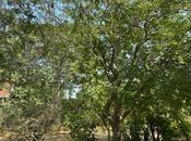 Satılır 5 otaqlı həyət evi/bağ evi 175 m², Novxanı q., photo 7 from 8