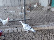 Продаётся 3-комн. дом/дача 68 м², пос. Бина, photo 8 from 8