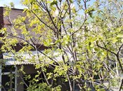 6 otaqlı həyət evi/bağ evi - Nərimanov r. - 130 m²