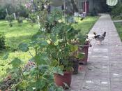 4 otaqlı həyət evi/bağ evi - Qəbələ - 240 m²
