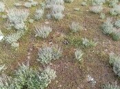 Продаётся  участок 5 сот, пос. Тюркан, photo 2 from 2
