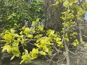 Продаётся  участок 3 сот, пос. Новханы, photo 7 from 8