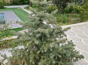 4 otaqlı həyət evi/bağ evi - Görədil q. - 100 m²
