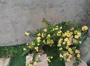 4 otaqlı həyət evi/bağ evi - Görədil q. - 100 m²