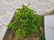 4 otaqlı həyət evi/bağ evi - Görədil q. - 100 m²