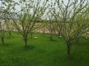 Torpaq - Şamaxı - 6 sot