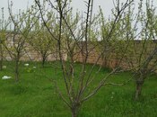 Torpaq - Şamaxı - 6 sot