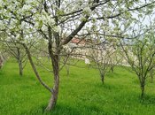 Torpaq - Şamaxı - 6 sot