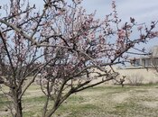 Продаётся  участок 12 сот, пос. Бильгях, photo 8 from 8