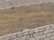 Участок - пос. Нардаран - 11 сот