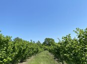 Продаётся  участок 154 сот, Хачмазский р., photo 1 from 5