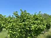 Продаётся  участок 154 сот, Хачмазский р., photo 5 from 5
