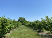 Продаётся  участок 154 сот, Хачмазский р., photo 3 from 5