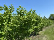 Продаётся  участок 154 сот, Хачмазский р., photo 4 from 5