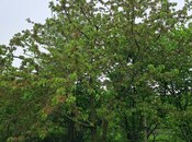 Продаётся  участок 8 сот, photo 7 from 8