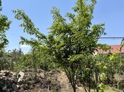 Продаётся  участок 9 сот, пос. Вишнёвка, photo 8 from 8