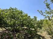 Продаётся  участок 9 сот, пос. Вишнёвка, photo 4 from 8