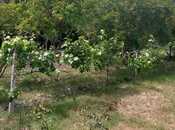 Продаётся  участок 6.5 сот, пос. Мардакан, photo 4 from 4