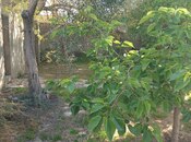 Продаётся  участок 4 сот, пос. Бадамдар, photo 4 from 5
