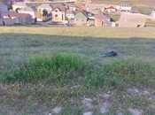 Satılır  torpaq 10 sot, Fatmayı q., photo 6 from 7