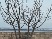 Продаётся  участок 6 сот, Пираллахи р., photo 4 from 4