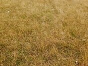 Продаётся  участок 6 сот, пос. Пиршаги, photo 2 from 3
