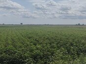 Продаётся  участок 257 сот, photo 2 from 8