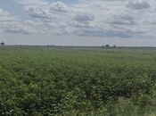Продаётся  участок 257 сот, photo 1 from 8