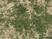 Продаётся  участок 2 сот, пос. Новханы, photo 5 from 5
