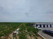 Obyekt - Türkan q. - 20000 m²