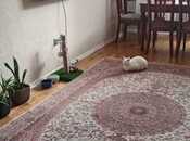 İcarəyə verilir 2 otaqlı yeni tikili 65 m², Qara Qarayev m., photo 1 from 8