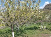 Участок - Шемаха - 10 сот