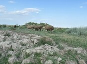 Участок - Имишли - 150 сот