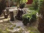 Участок - Сабаильский р. - 2 сот