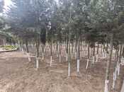 Продается 10-комн. дом/дача 600 м², Хазарский р., photo 7 from 8