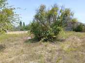 Torpaq - Novxanı q. - 9 sot