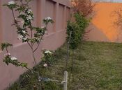 Satılır 7 otaqlı həyət evi/bağ evi 250 m², Mərdəkan q., photo 5 from 8