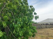 Продаётся  участок 24 сот, пос. Кюрдаханы, photo 6 from 6