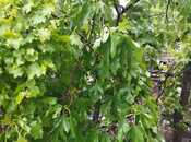 Продаётся  участок 2 сот, м. Ахмедлы, photo 5 from 7