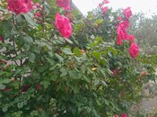 Сдаётся 4-комн. дом/дача 100 м², пос. Масазыр, photo 7 from 8
